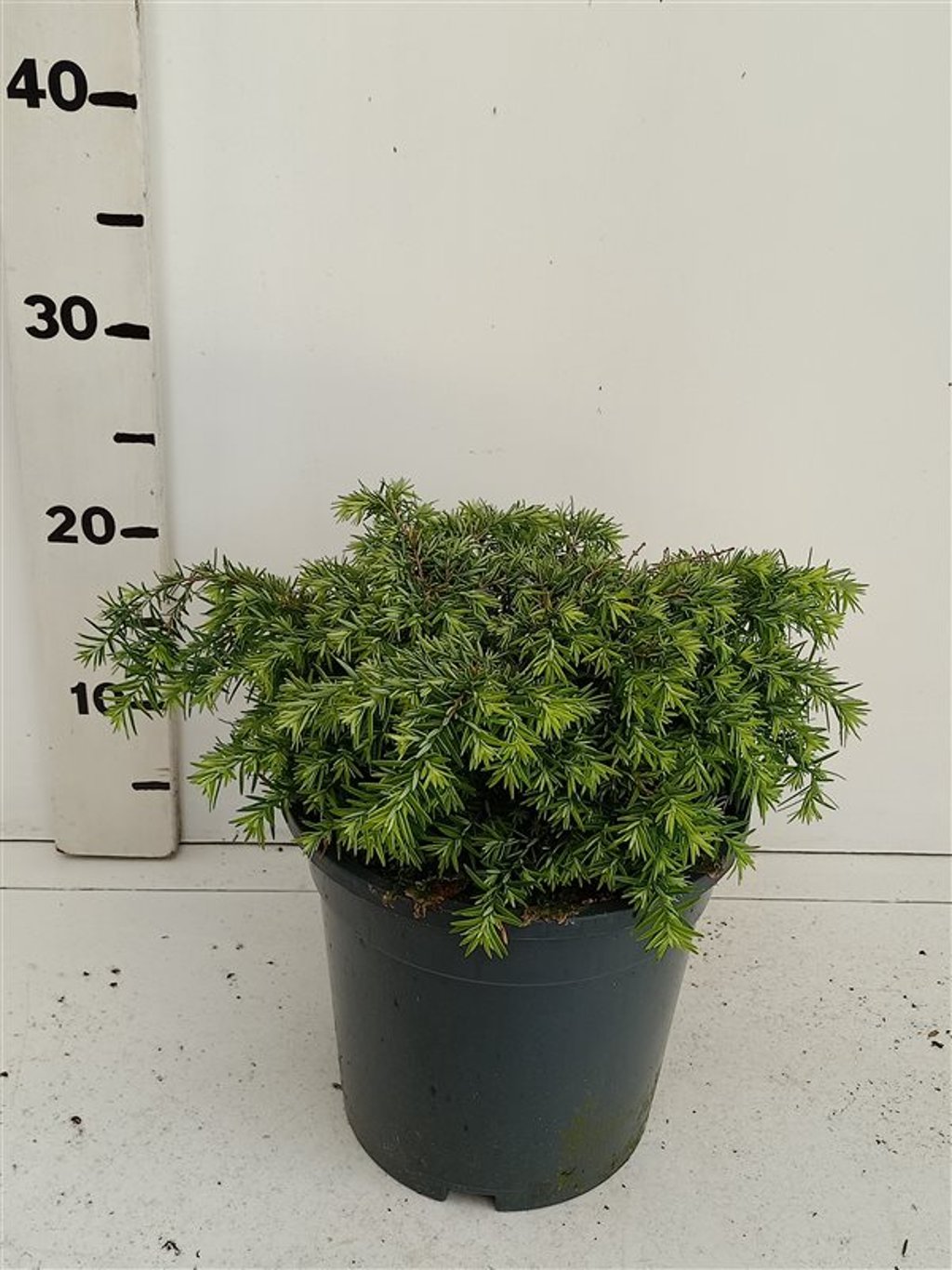 Tsuga can. 'Nana' - C3 20-25 CM